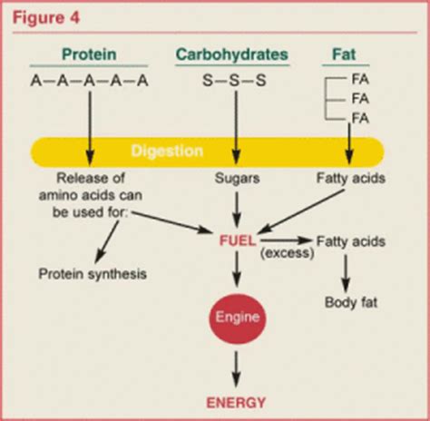 How much protein is too much if you work out? Necessary Carbs and Fats for Post-Op Breakdown of Proteins ...