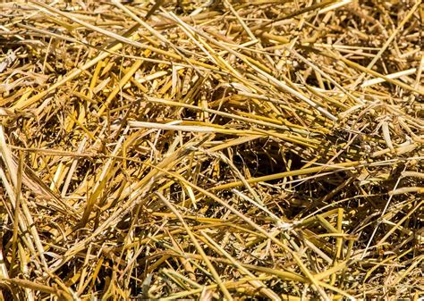 Free Photo Straw Hay Summer Agriculture Free Image On Pixabay