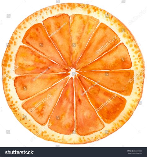 44262 Orange Slice Drawing Images Stock Photos And Vectors Shutterstock