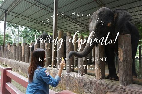 How to get to national elephant conservation centre, kuala gandah, lanchang, pahang. Saving Elephants: National Elephant Conservation Centre In ...