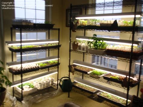 A simple set of grow lights helps seeds develop into strong and tough plants. Propagation: growing under grow lights, 1 by slopesower