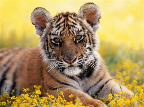 Baby Tiger Best Animals