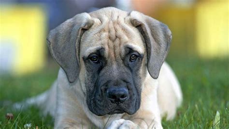 Different Types Of Mastiff Dog Breeds With Pictures Hepper