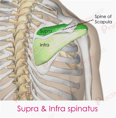 Supraspinatus Muscle Frcem Prep