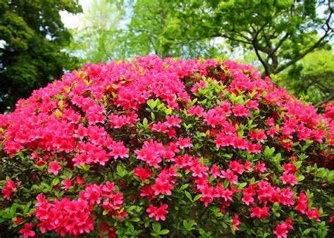 Shrubs That Bloom All Year In Florida