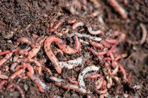 Get To Know Some Of The Best Worms For Vegetable Garden Grower Today