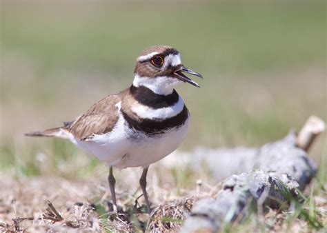 Killdeer Adult From Ts Meigs Point Nature Center