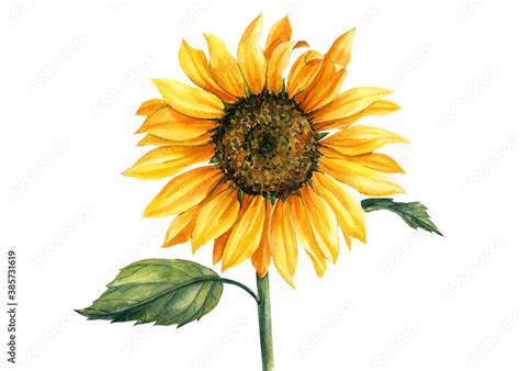 Yellow Sunflower On Isolated White Background Watercolor Botanical