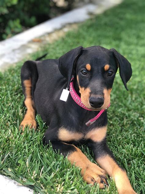 How Much Do Doberman Puppies Sell For