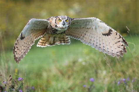 Great Horned Owl In Flight Owl In Flight Owl Great Horned Owl
