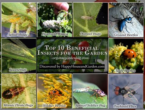 Top 10 Beneficial Insects For The Garden Happy House And Garden
