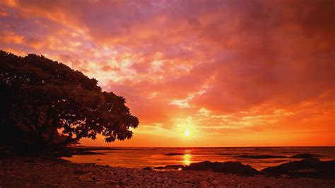 Fiery Sunset Red Beach Tree Sunset Clouds Hd Wallpaper Peakpx