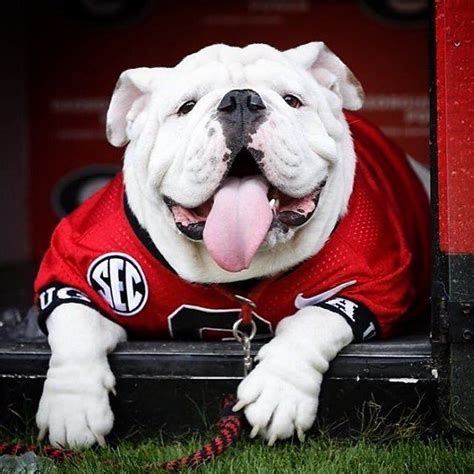 300 Best Live Mascots Georgia Bulldogs Images On Pinterest Georgia