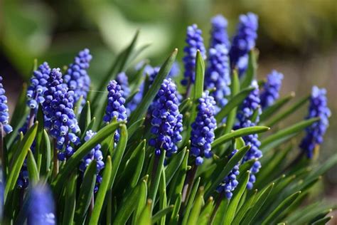 Grape Hyacinth Propagation For Bulbs And Seeds Gardeners Path