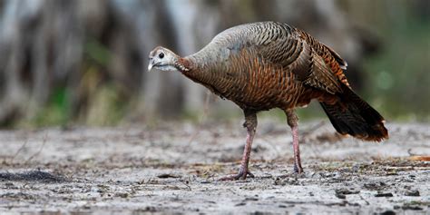 Wild Turkeys At Myakka State Park In Florida Red Bearded Marketing