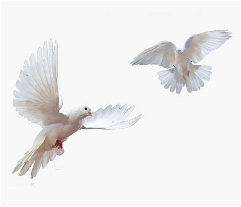 Doves Flying In Sky Png Flying Bird Dove Png Transparent Png