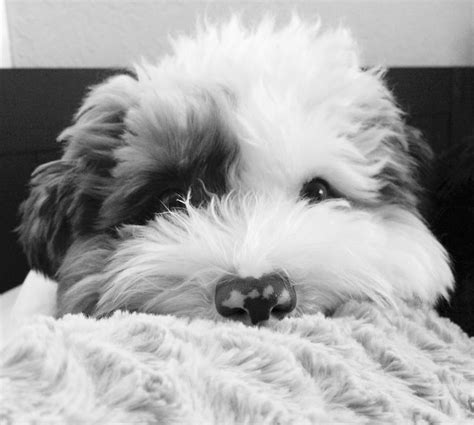 Pin By Katherine Baron On Dogpuppy Photography Black And White Puppy