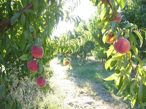 Peach Farm Oregon Want To Buy An Amazing 25 Acre Organic Flickr