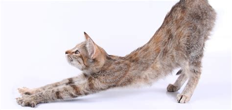 Wann werden katzen das erste mal rollig? Buildingbridgesms: Kater Kastrieren Wann Am Besten