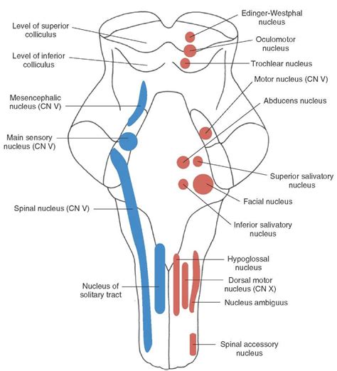 cranial nerves and cranial nerve nuclei neupsy key gambaran