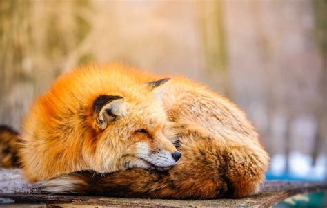 Cute Sleeping Red Fox In Winter Premium Photo