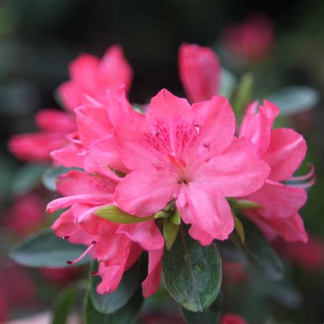 Buy Evergreen Azalea Rhododendron Blaauws Pink Kurume £1499