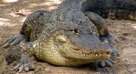 Alligator nesting season arrives - Sun Sentinel