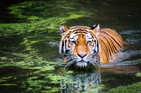 Tiger In River Photo By Andibreit Via Pixabay 2535888 Save The Tiger