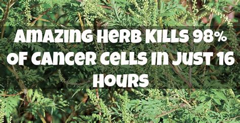 Charlene Cleo Eiben Amazing Herb Kills 98 Of Cancer Cells In Just 16 Hour