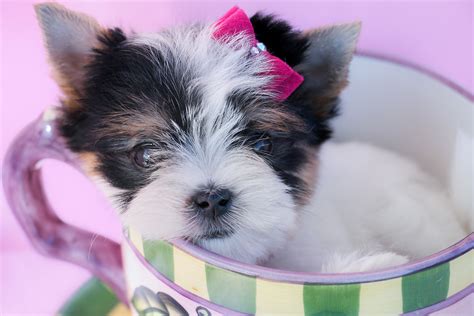 Teacup Puppies Wallpaper (44+ images)