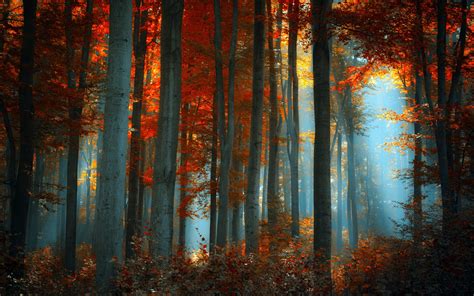 Fog In The Autumn Forest Wallpapers And Images Wallpapers Pictures