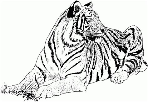 Dibujos De Tigres Para Pintar Im Genes Y Fotos