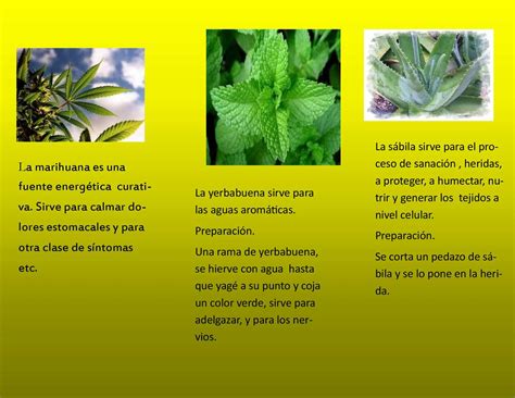 Plantas Medicinales Para Que Sirven Y Como Cultivarlas Con Images