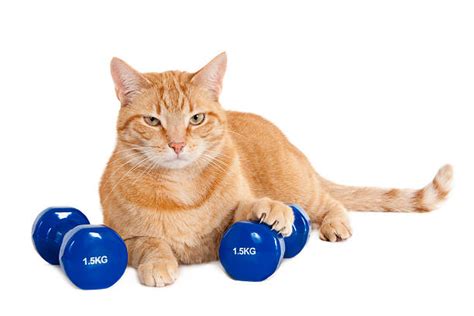 Cat Gym Stock Photos Pictures And Royalty Free Images Istock