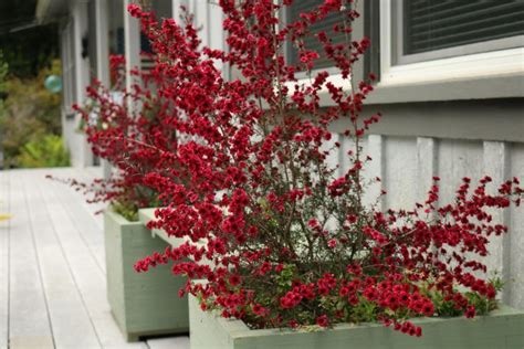 Dwarf flowering trees to plant in small spaces. Image result for Pink Dwarf New Zealand Tea Tree Flowering ...