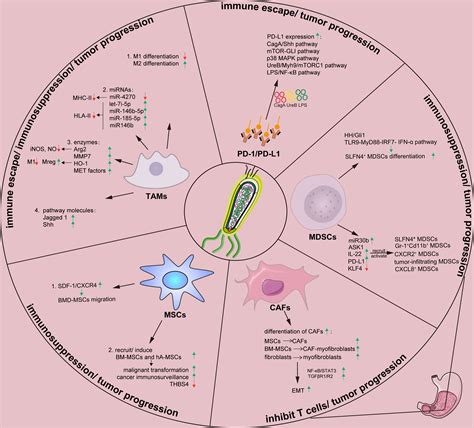 Frontiers Effects Of Helicobacter Pylori On Tumor Microenvironment