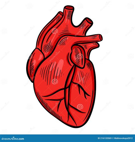 Corazón Humano órgano Anatomía Médica Ilustración Símbolo Natural