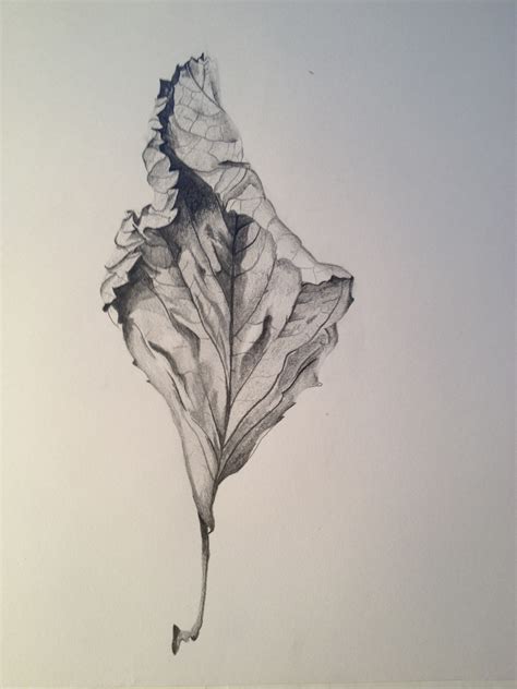 Leaf Sketch At Explore Collection Of Leaf Sketch
