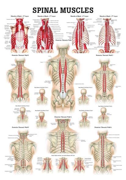 12 photos of the back muscle chart. Muscles of Buttock, Hip and Pelvis Laminated Anatomy Chart