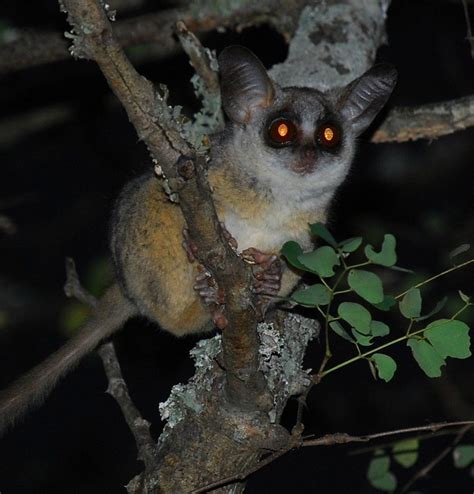 The Mysterious Charm Of The Bush Baby Africas Most Adorable Primate
