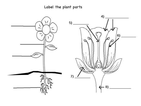 Parts Of A Plant Diagram Quizlet
