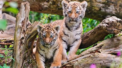Wallpaper Tiger Cubs Close Up 1920x1080 Full Hd 2k Picture Image