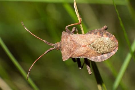 Stink Bugs Pest Control In Central Indiana Freedom Pest Control