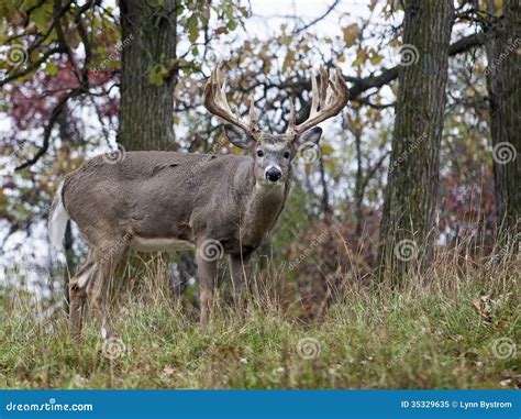 Whitetail Deer Buck Has Only One Antler After Fight With Another Buck