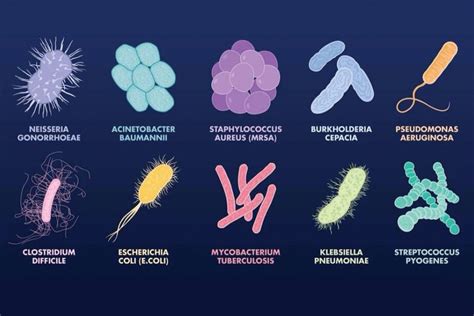 Los Diferentes Tipos De Bacterias Y Sus Características