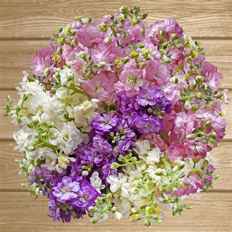Spray Stock Flowers Pack 50 Stems More Colors Available