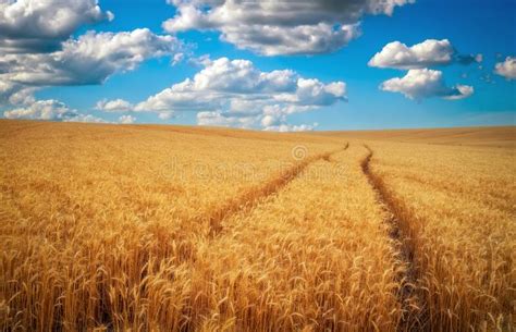 Golden Wheat Field And Blue Sky With White Clouds Beautiful Summer