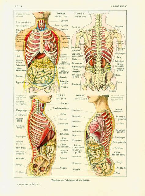 Anatomy Of The Human Body Is An Amazing Structure Made Up Of Many