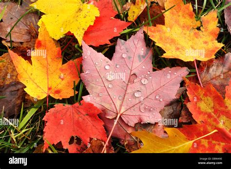 Leaves High Resolution Stock Photography And Images Alamy