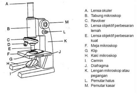Pengertian Mikroskop Sejarah Fungsi Bagian Cara Kerja Jenis